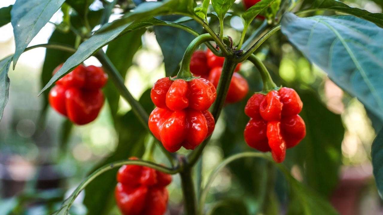 Ripe red Peter Pepper pods on the plant displaying their unique heirloom shape