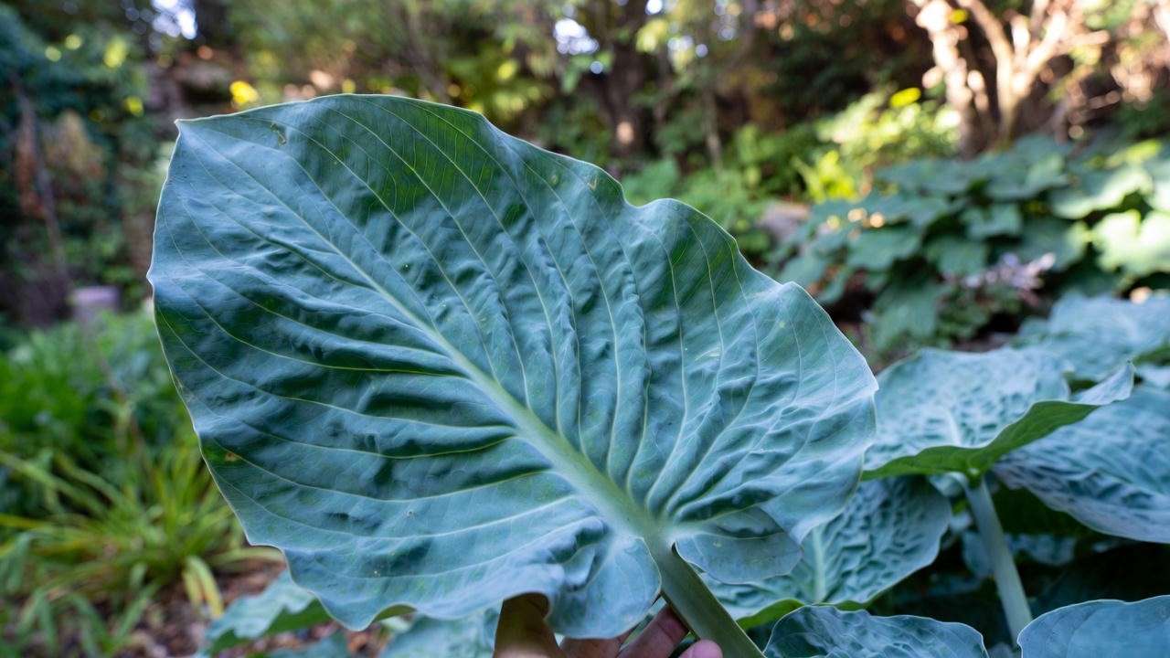 Giant 28-inch leaf of Empress Wu Hosta held for size comparison