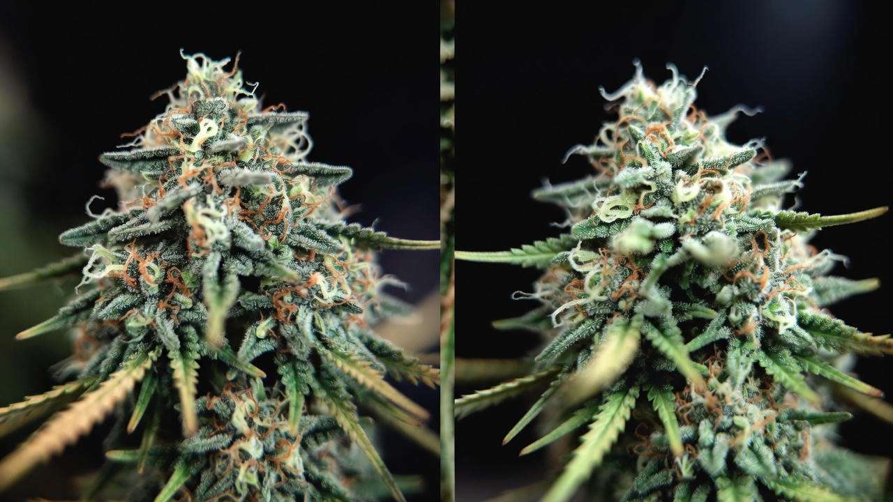 Trichome comparison showing ripe top colas vs immature lower buds for perfect timing for partial harvest