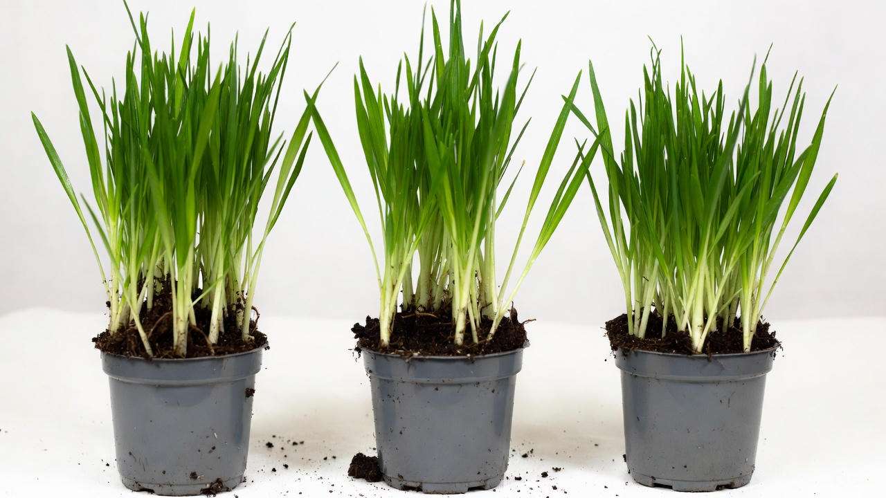 Healthy fiber optic grass plants ready for purchase – what to look for when buying