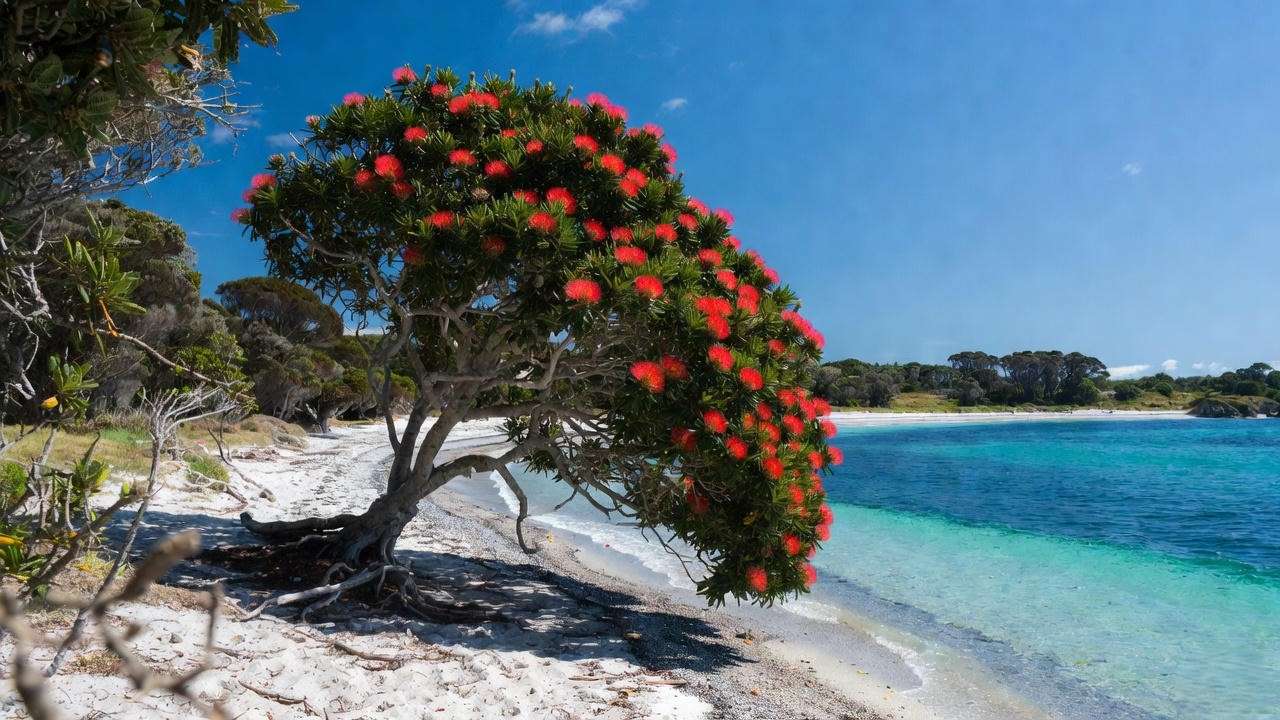 Mature pohutukawa tree growing on a sunny New Zealand beach with ocean view