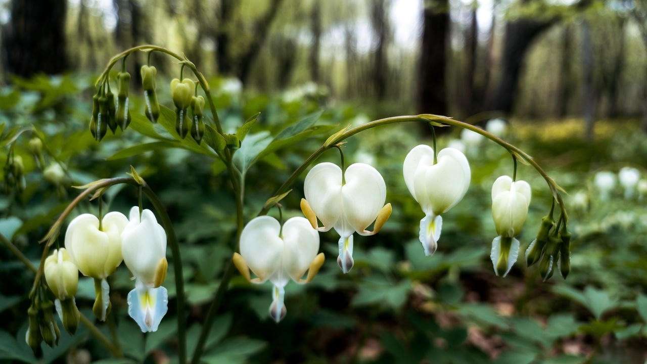 Dicentra spectabilis Alba white bleeding heart shade perennial