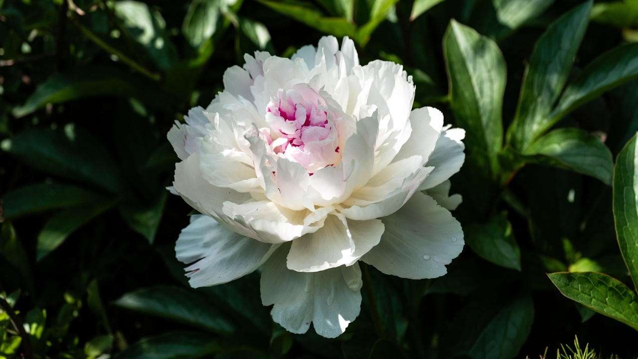 Fragrant white peony Duchesse de Nemours in full bloom