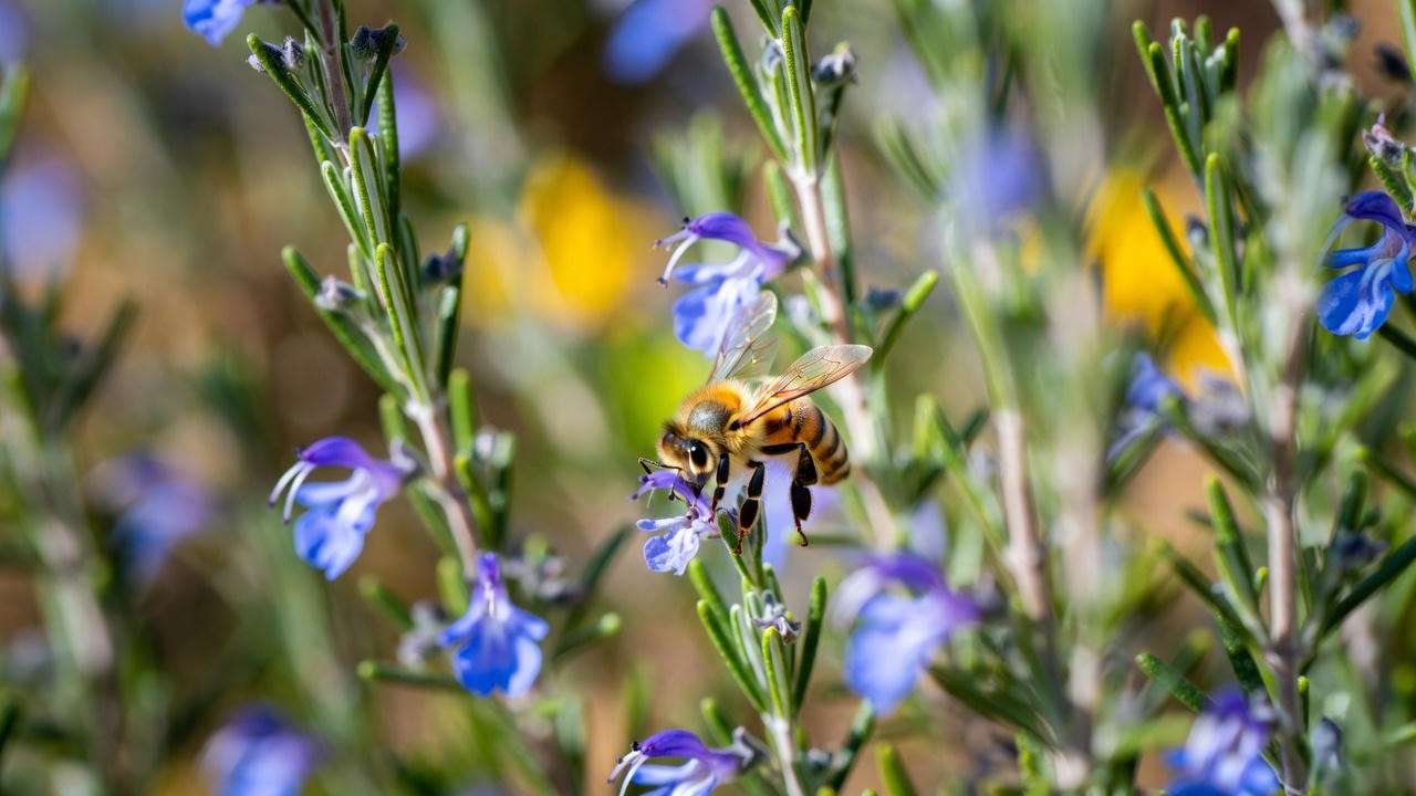 Honeybee pollinating prostrate rosemary flowers