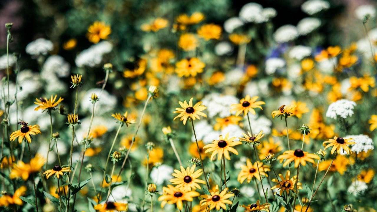 Vibrant yellow perennial flowers blooming in a sunny garden with pollinators