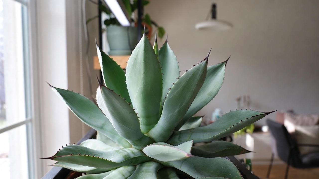 Young century plant (Agave americana) successfully grown as a houseplant indoors