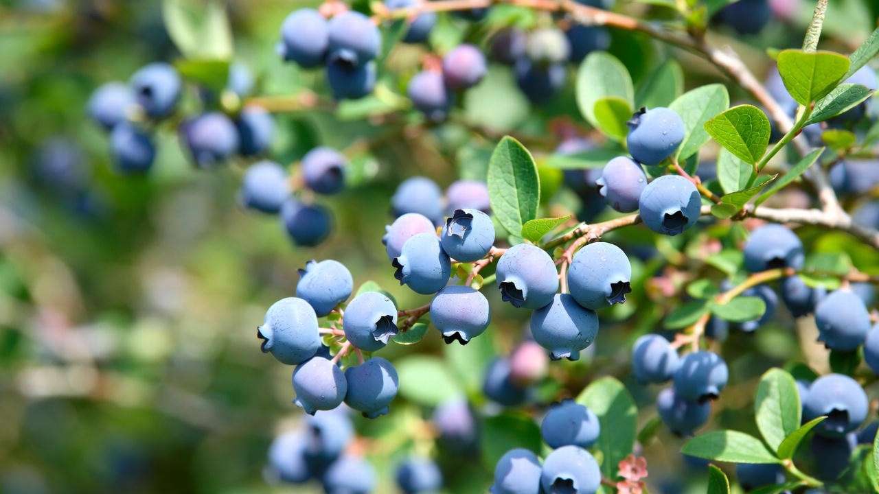 Ripe Jersey blueberry clusters on healthy bush showing excellent fruit set and size