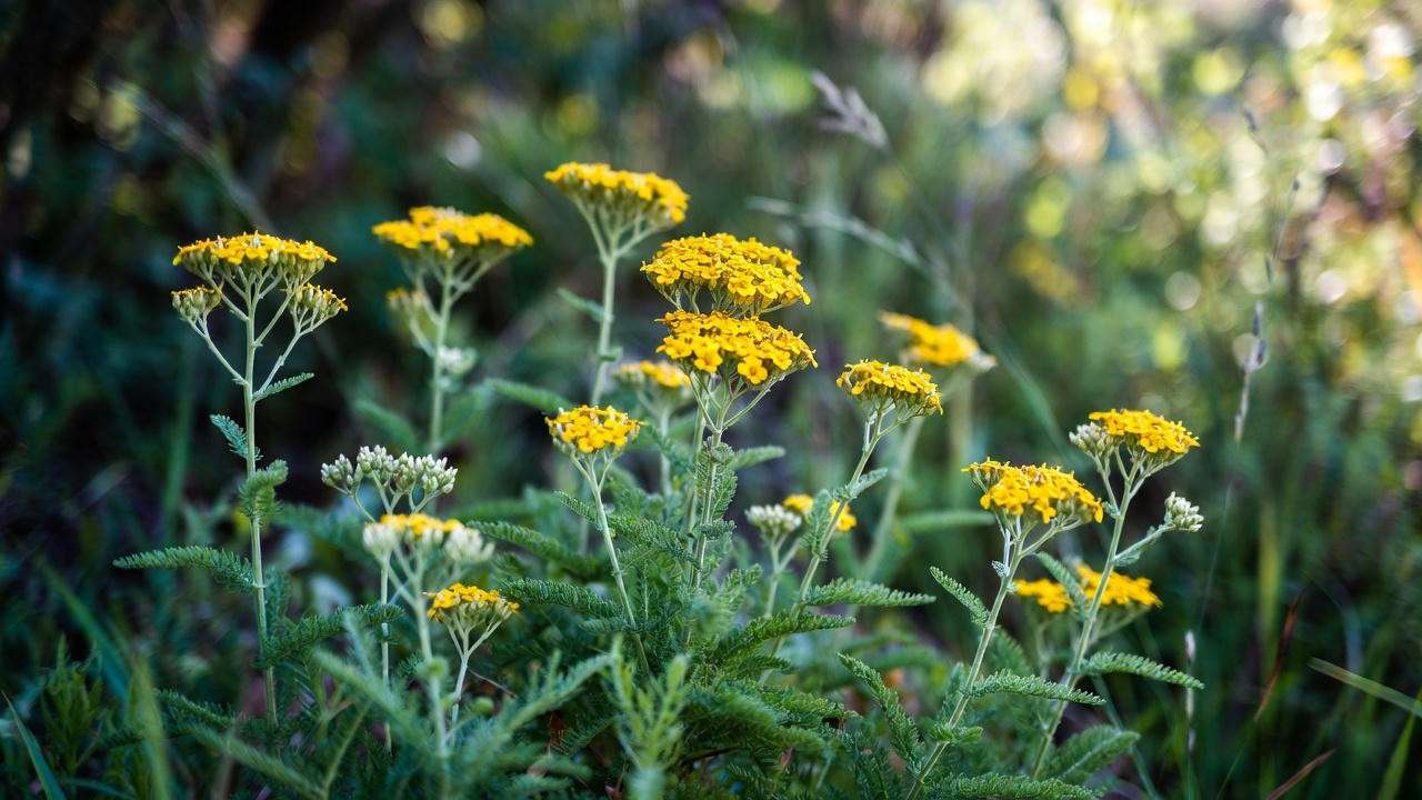 Lemon-yellow Yarrow (Achillea) perennial clusters in bloom