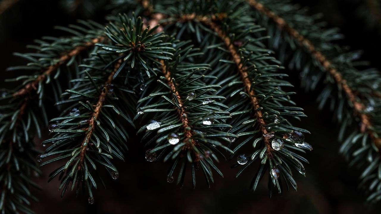 Glossy deep-green yew foliage thriving in very low light conditions