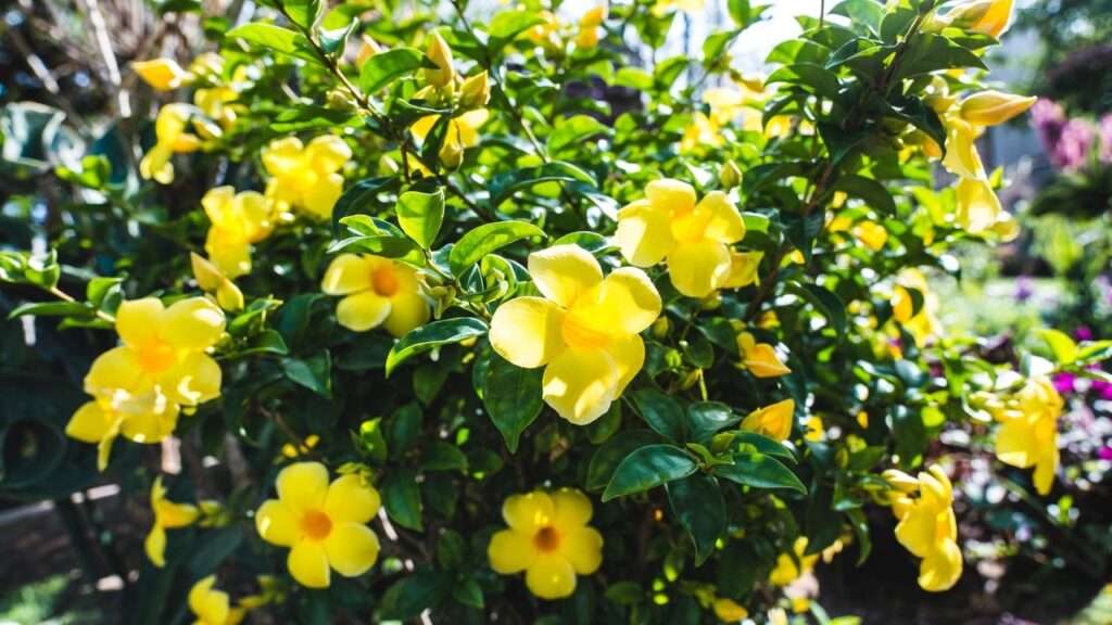 allamanda shrub plant