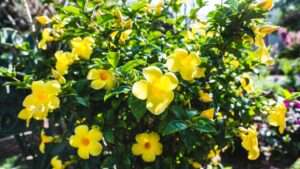 allamanda shrub plant