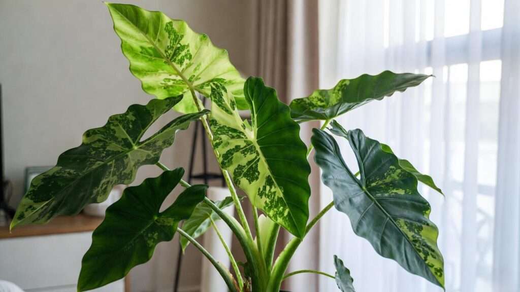 alocasia stingray plant