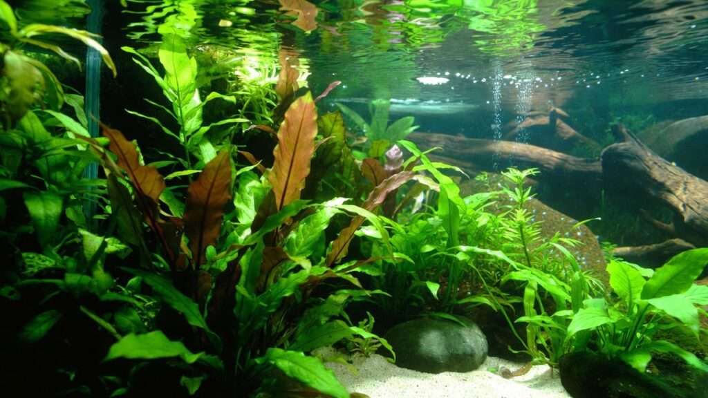 aquatic plant soil