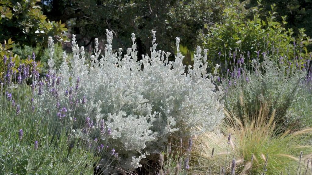 artemisia powis castle plant