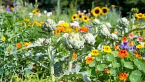 artichoke companion plants
