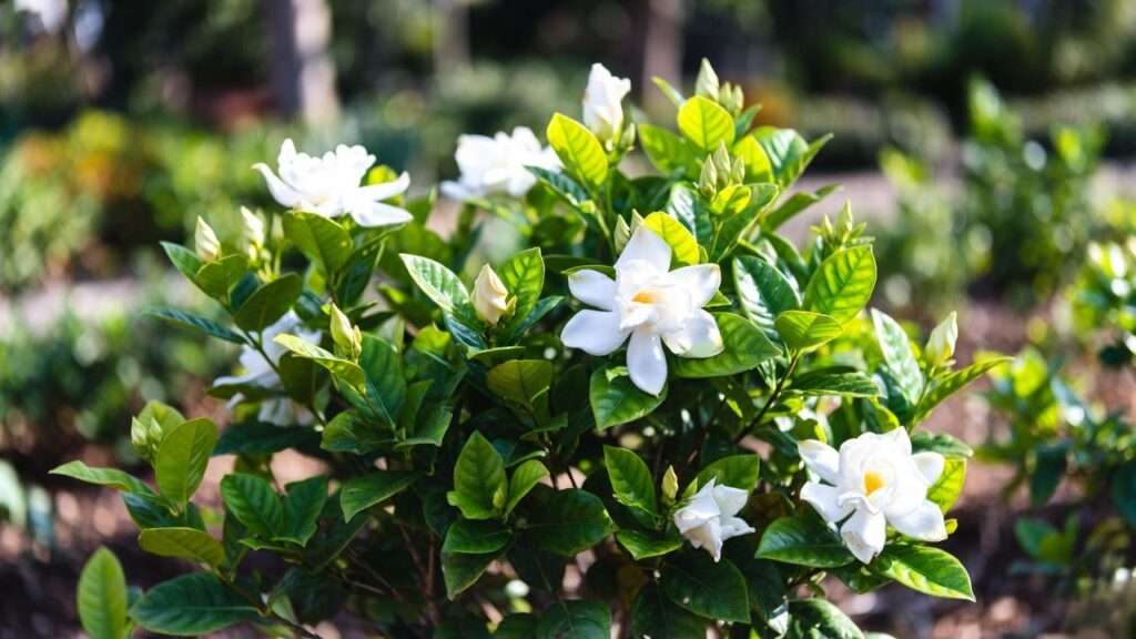 august beauty gardenia plant
