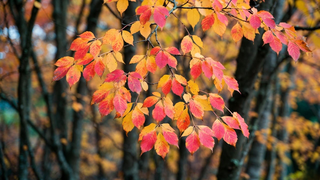 Why Autumn Leaves on a Tree Change Color 🍁 Expert Tips