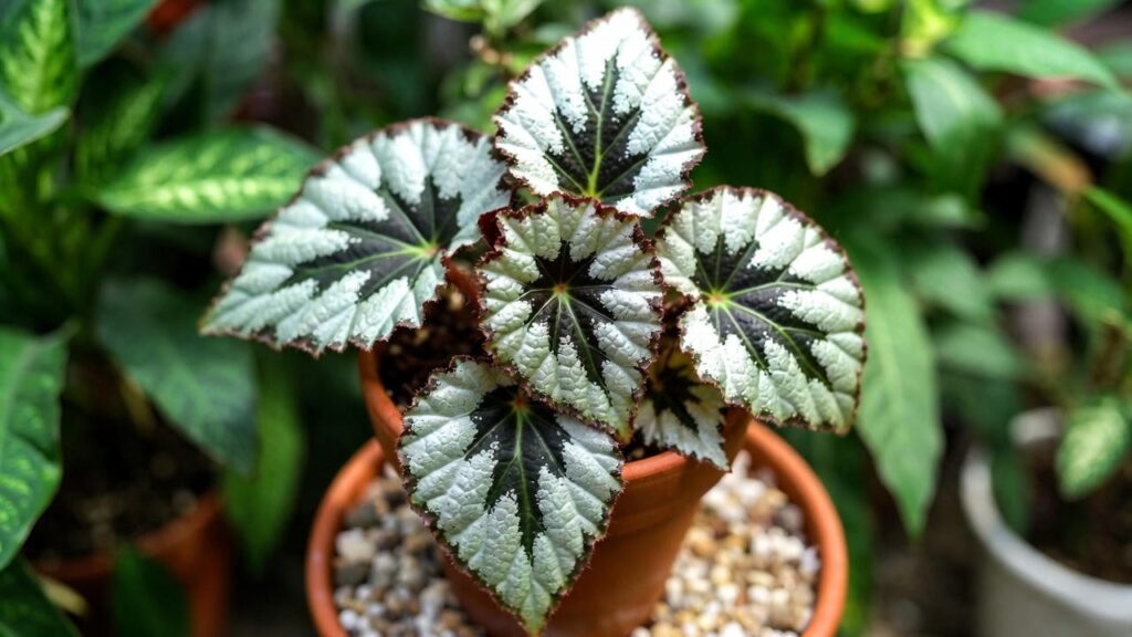 begonia escargot plant