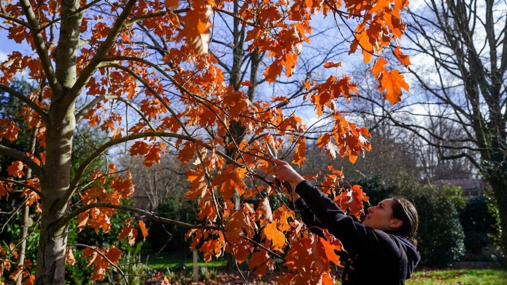 best time to prune maple trees