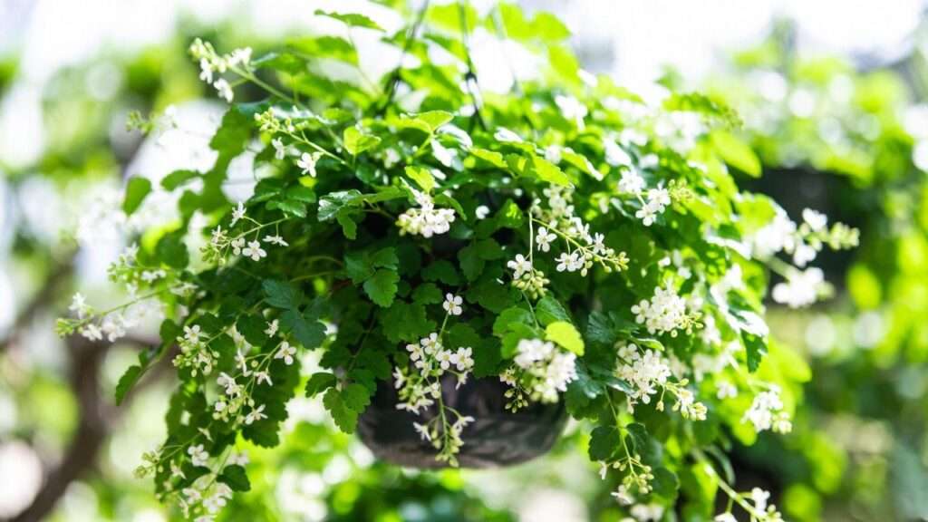 bridal veil plant spacing