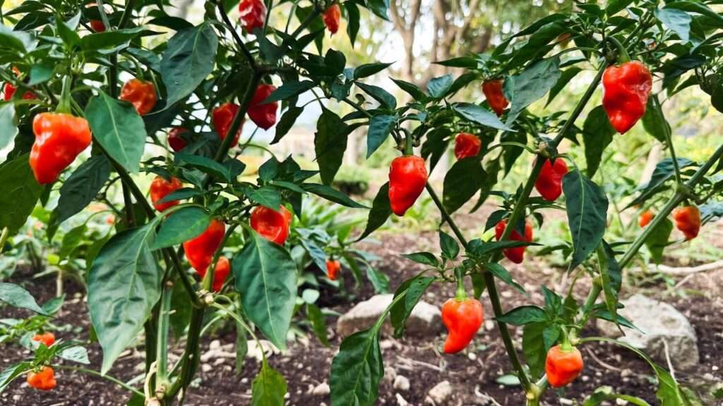 caribbean red pepper plants