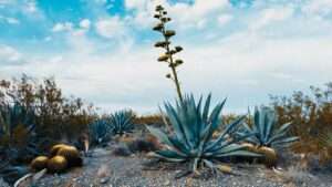 century plant crossword