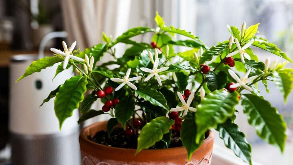 coffee plant houseplant