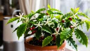 coffee plant houseplant
