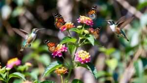 confetti lantana plant
