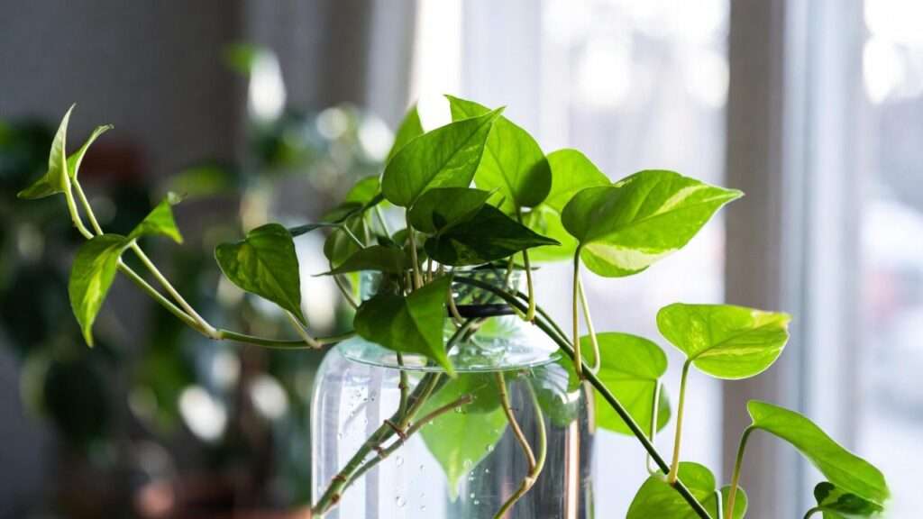 devil's ivy plant in water