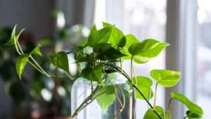 devil's ivy plant in water