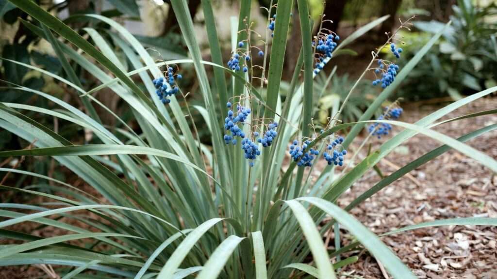 dianella flax lily plant
