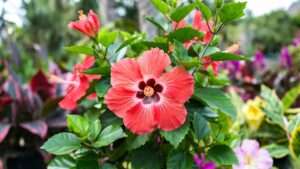 dinner plate hibiscus plants
