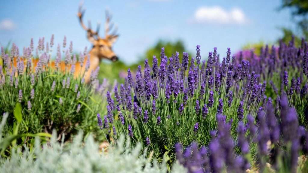 do deer eat lavender plants