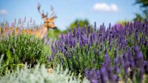 do deer eat lavender plants