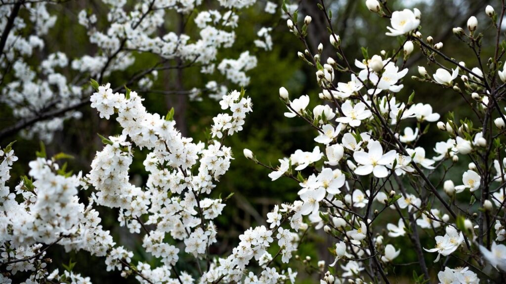 early spring white flowering trees