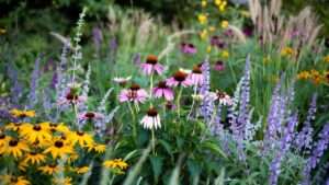 echinacea plant companion