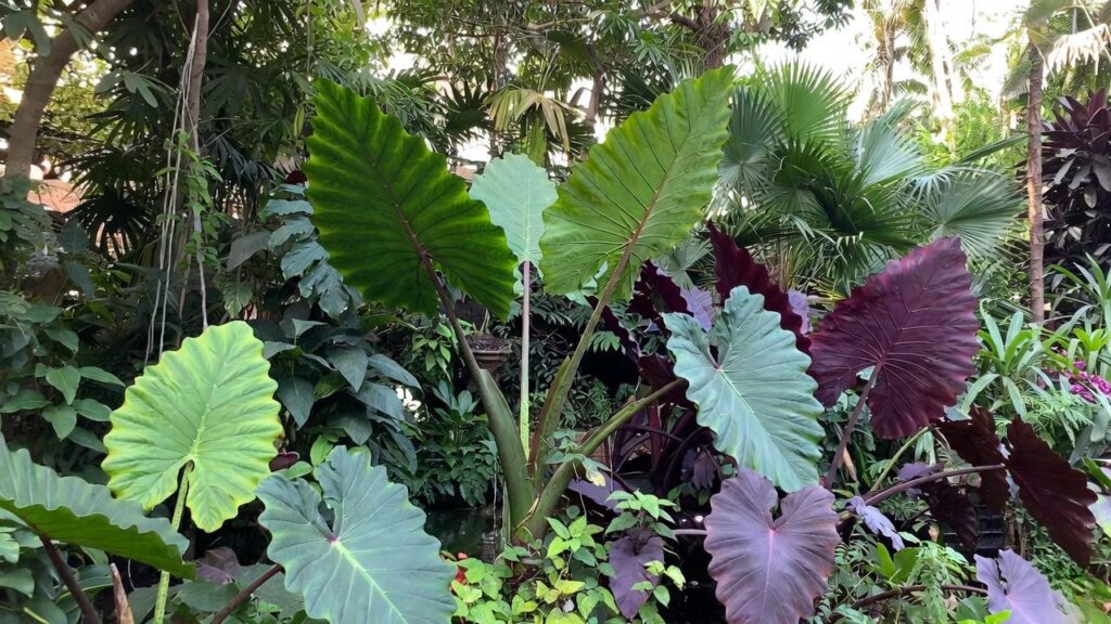 elephant ear plant species