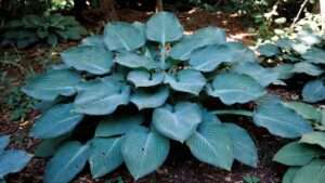 empress wu hosta plant