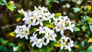 eternal fragrance daphne plant