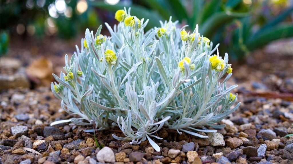 euphorbia gopher plant