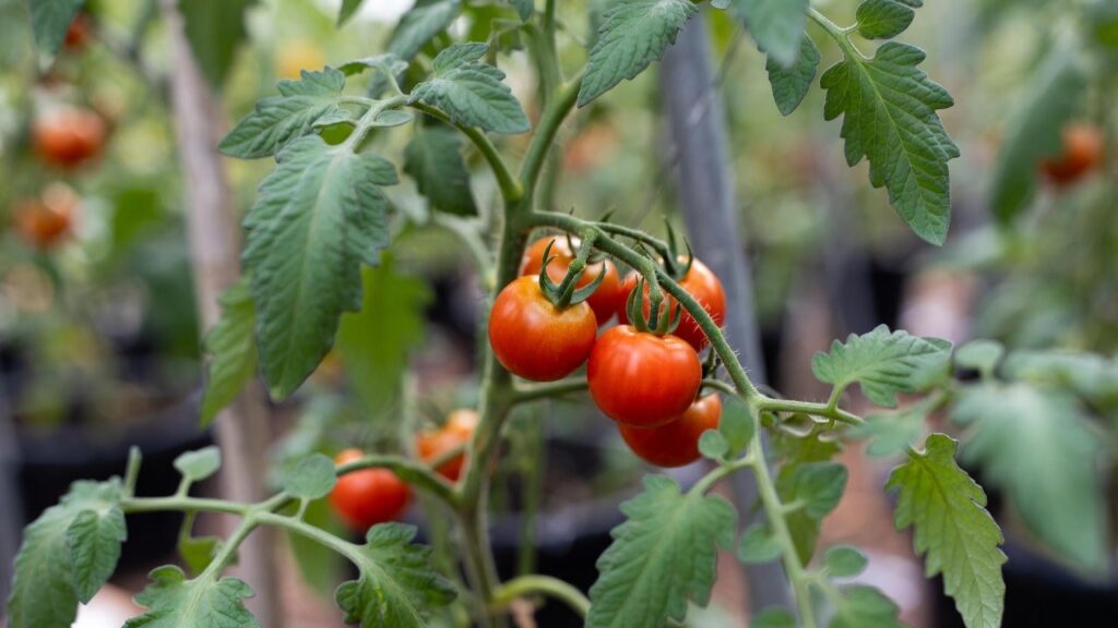 everglades tomato plant