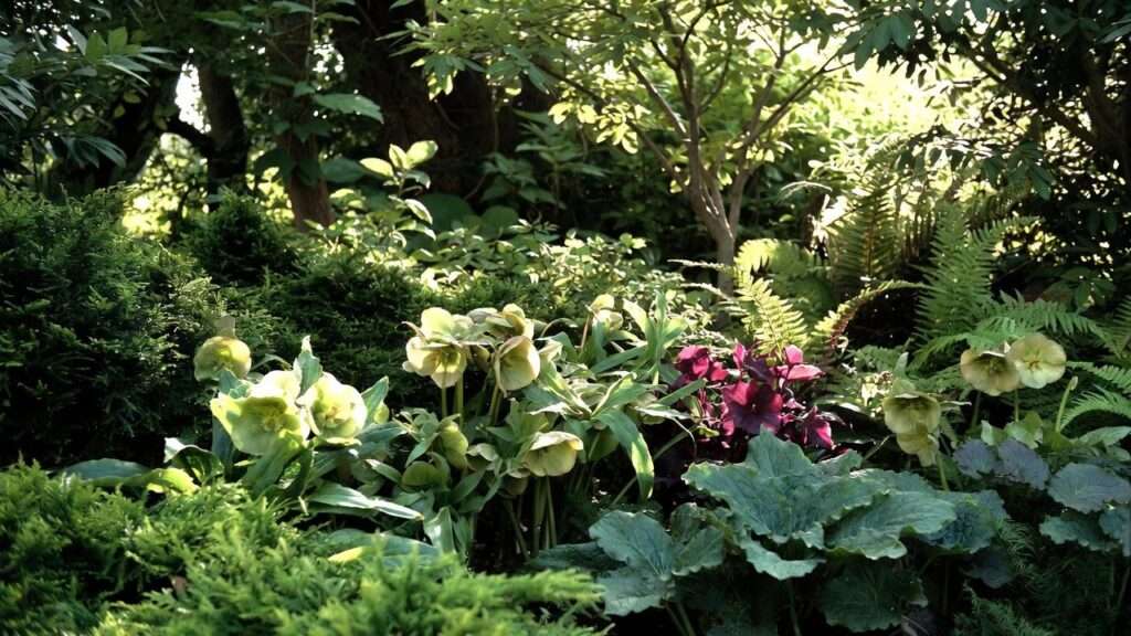 evergreen plants for shade