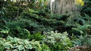 evergreen shade plants