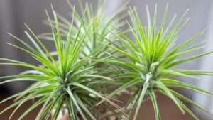 fake air plants