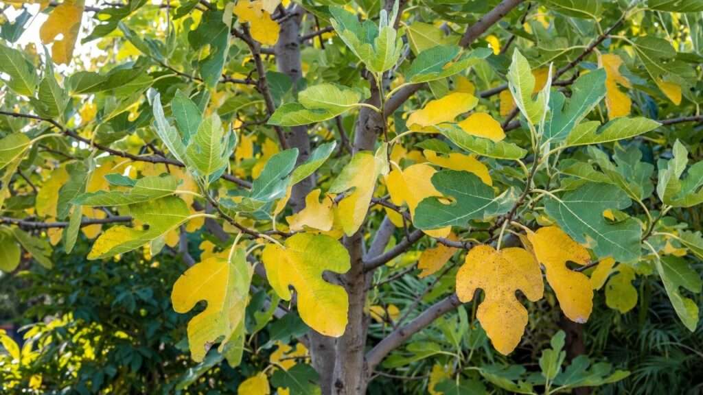fig tree leaves turning yellow