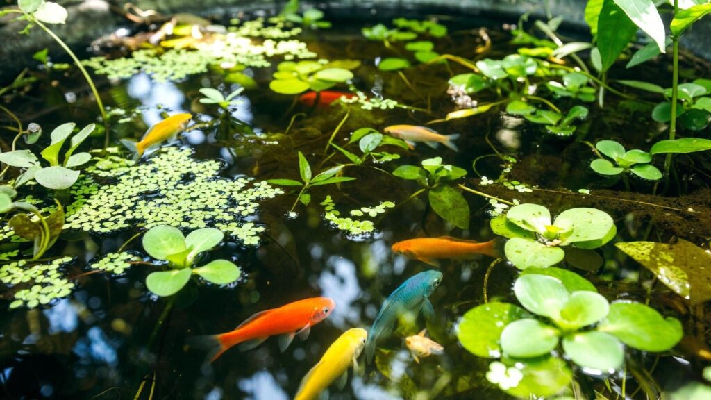 floating plants for aquarium