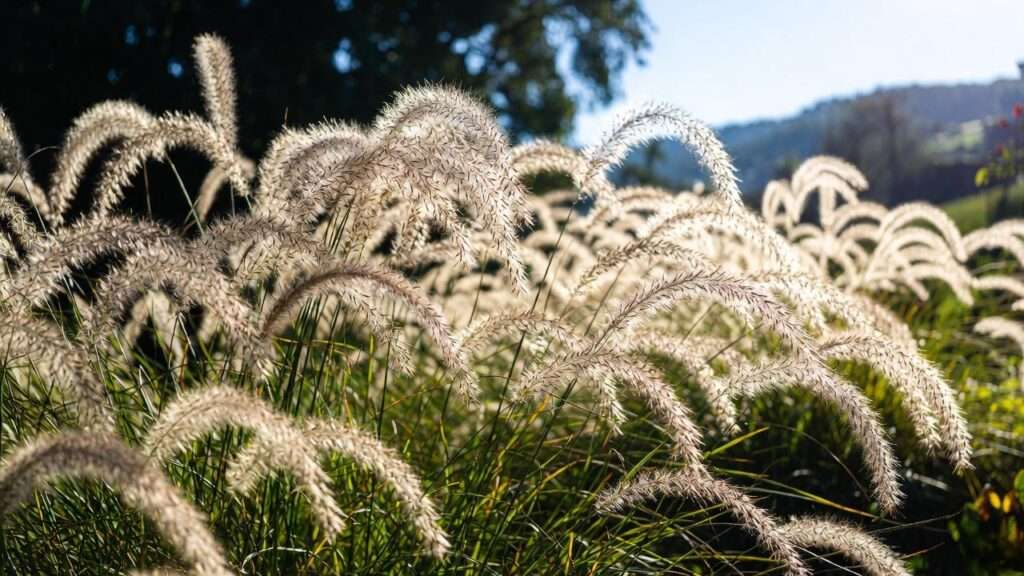 fountain grass plants