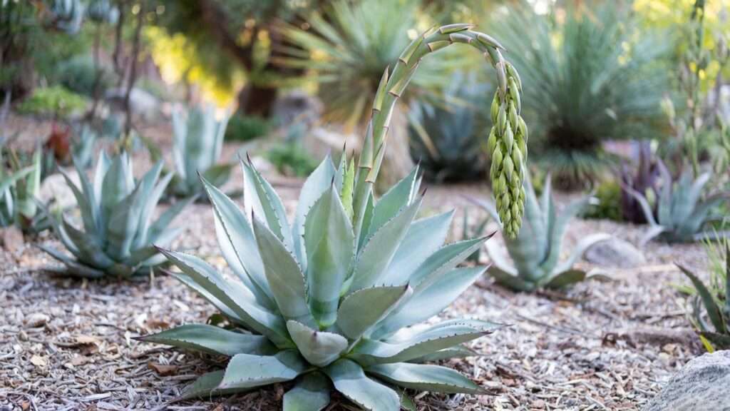 fox tail agave plant