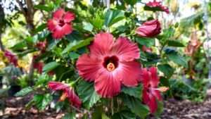 giant hibiscus plant
